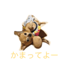 犬のちぃちゃん（個別スタンプ：3）