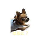 犬のちぃちゃん（個別スタンプ：4）