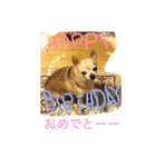 犬のちぃちゃん（個別スタンプ：5）