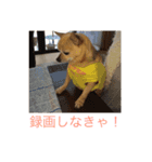 犬のちぃちゃん（個別スタンプ：7）