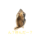 犬のちぃちゃん（個別スタンプ：8）