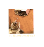 犬のちぃちゃん（個別スタンプ：9）