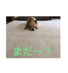 犬のちぃちゃん（個別スタンプ：10）