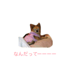 犬のちぃちゃん（個別スタンプ：11）