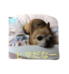 犬のちぃちゃん（個別スタンプ：12）