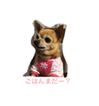 犬のちぃちゃん（個別スタンプ：13）