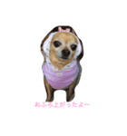 犬のちぃちゃん（個別スタンプ：14）