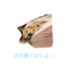 犬のちぃちゃん（個別スタンプ：15）