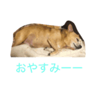 犬のちぃちゃん（個別スタンプ：16）