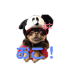 チワワのエルム（個別スタンプ：7）