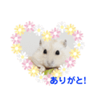 ハムスターのあいさつスタンプ（個別スタンプ：7）