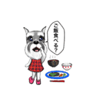 マイシュナウザー (family )（個別スタンプ：17）