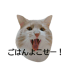 やさぐれノルジャン（個別スタンプ：3）