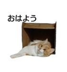 やさぐれノルジャン（個別スタンプ：19）