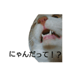 やさぐれノルジャン（個別スタンプ：29）