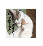 徳美家のにゃんこたち（個別スタンプ：1）