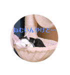 徳美家のにゃんこたち（個別スタンプ：3）