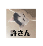徳美家のにゃんこたち（個別スタンプ：4）