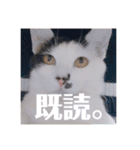 徳美家のにゃんこたち（個別スタンプ：7）