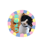 徳美家のにゃんこたち（個別スタンプ：9）