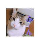 徳美家のにゃんこたち（個別スタンプ：10）