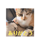 徳美家のにゃんこたち（個別スタンプ：11）