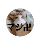 徳美家のにゃんこたち（個別スタンプ：12）