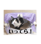 徳美家のにゃんこたち（個別スタンプ：13）
