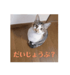 徳美家のにゃんこたち（個別スタンプ：15）