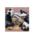 徳美家のにゃんこたち（個別スタンプ：17）