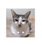 徳美家のにゃんこたち（個別スタンプ：18）