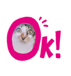 徳美家のにゃんこたち（個別スタンプ：21）