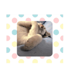 徳美家のにゃんこたち（個別スタンプ：23）