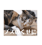 徳美家のにゃんこたち（個別スタンプ：26）