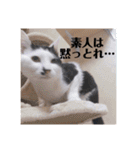 徳美家のにゃんこたち（個別スタンプ：27）