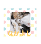 徳美家のにゃんこたち（個別スタンプ：28）
