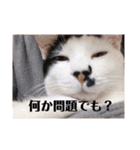 徳美家のにゃんこたち（個別スタンプ：31）
