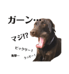 ニコ/犬/ラブラドール/日常会話（個別スタンプ：19）