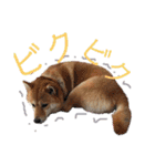 わがまま なっちのスタンプ3（個別スタンプ：10）