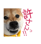 わがまま なっちのスタンプ3（個別スタンプ：31）