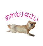 わがまま なっちのスタンプ3（個別スタンプ：40）
