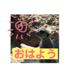 動物、ときどき違うもの（個別スタンプ：1）