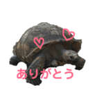 動物、ときどき違うもの（個別スタンプ：3）