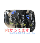 動物、ときどき違うもの（個別スタンプ：6）
