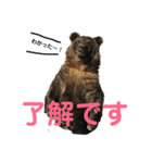 動物、ときどき違うもの（個別スタンプ：7）