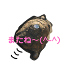 動物、ときどき違うもの（個別スタンプ：10）