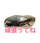 動物、ときどき違うもの（個別スタンプ：11）