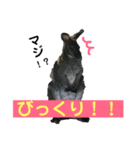 動物、ときどき違うもの（個別スタンプ：13）