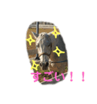 動物、ときどき違うもの（個別スタンプ：17）