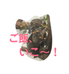 動物、ときどき違うもの（個別スタンプ：19）